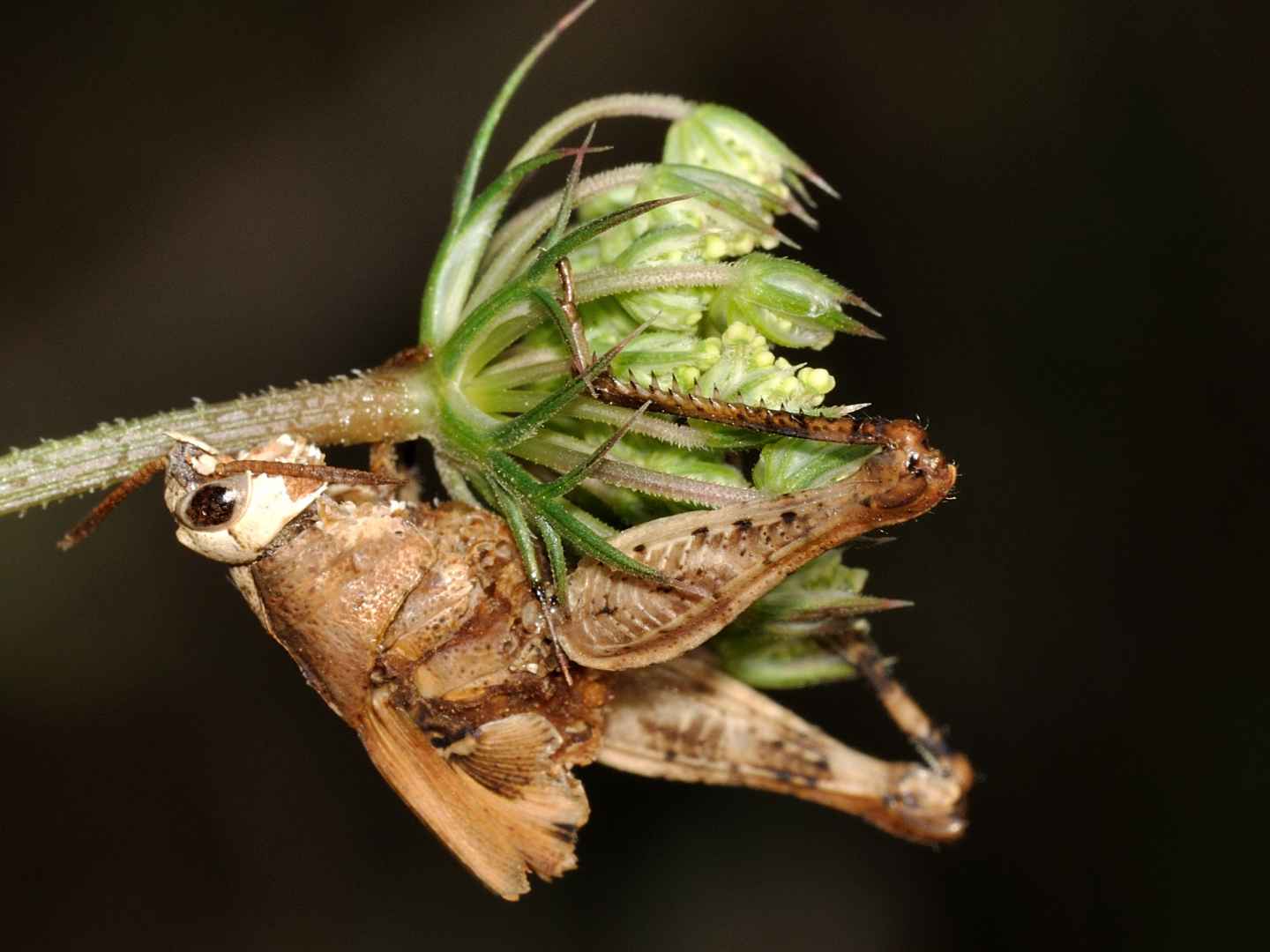 Orthoptera parassitati da miceti?